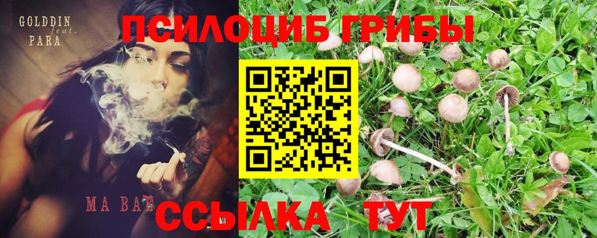 Псилоцибиновые грибы MAGIC MUSHROOMS  Галлюциногенные грибы Cubensis  Вход с VPN  Реж 
